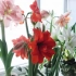 Hippeastrum gondozás otthon