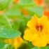 A nasturtium egy alapvető növény a kertben, szőlővel