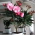Oleander: otthoni gondozás