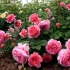 A növekvő bokor rózsák jellemzői