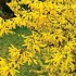 Reprodukció forsythia