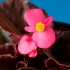 A begonia szoba fajtái és jótékony tulajdonságai